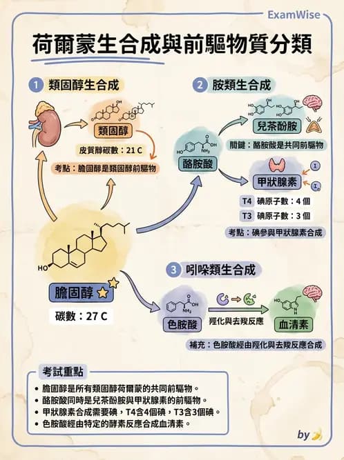 營養 - 內分泌與代謝生理學 - AI 圖文解析預覽