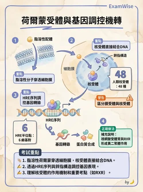 營養 - 核酸與基因表現 - AI 圖文解析預覽