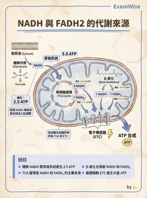 營養 - 能量代謝 - AI 圖文解析預覽