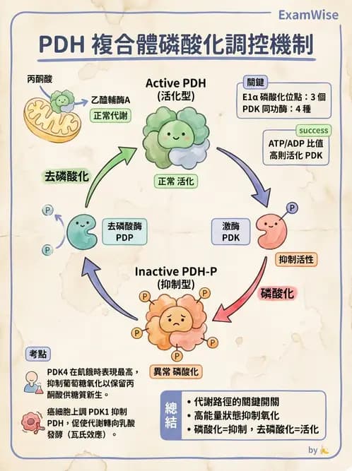 營養 - 能量代謝 - AI 圖文解析預覽