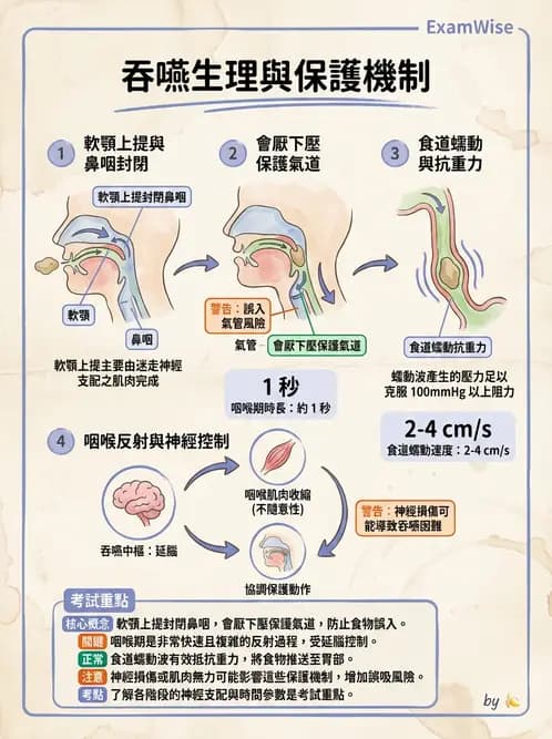 營養 - 消化系統生理學 - AI 圖文解析預覽