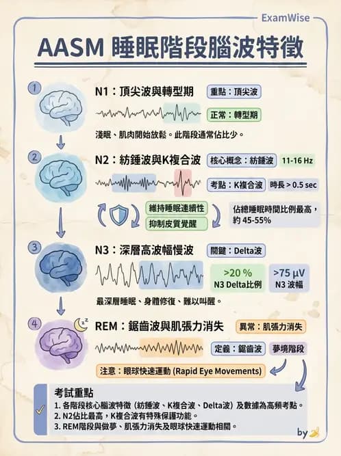 營養 - 神經系統生理學 - AI 圖文解析預覽
