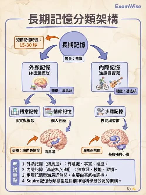 營養 - 神經系統生理學 - AI 圖文解析預覽