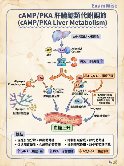 營養 - 醣類代謝 - AI 圖文解析預覽