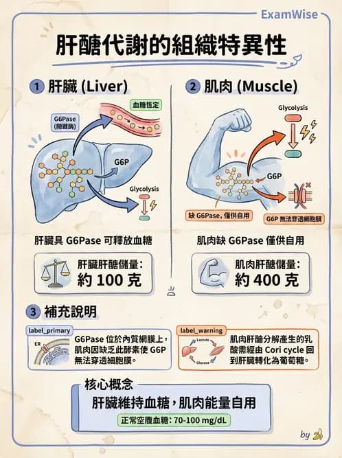 營養 - 醣類代謝 - AI 圖文解析預覽