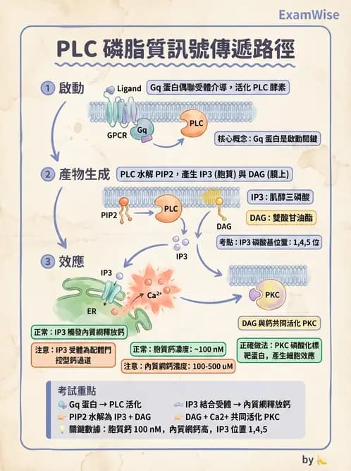 營養 - 脂質代謝 - AI 圖文解析預覽