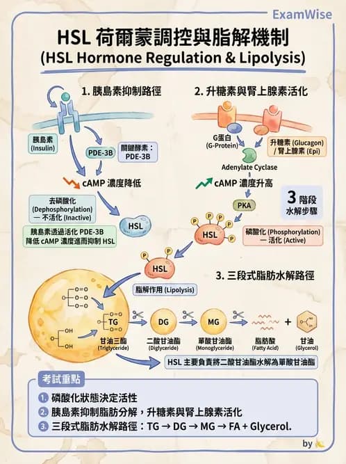 營養 - 脂質代謝 - AI 圖文解析預覽