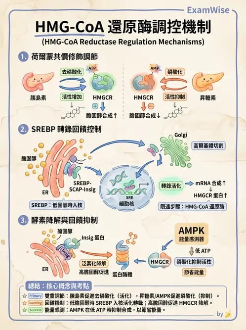 營養 - 脂質代謝 - AI 圖文解析預覽