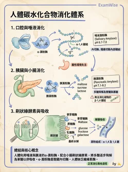 營養 - 醣類消化吸收與血糖調控 - AI 圖文解析預覽