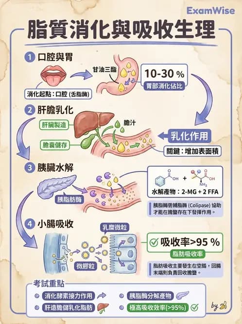 營養 - 脂質消化吸收與膽汁 - AI 圖文解析預覽