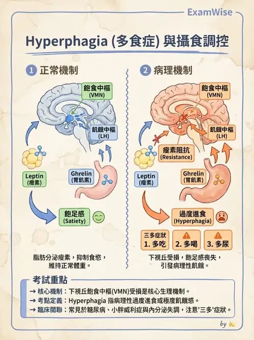 營養 - 能量平衡與食慾控制 - AI 圖文解析預覽