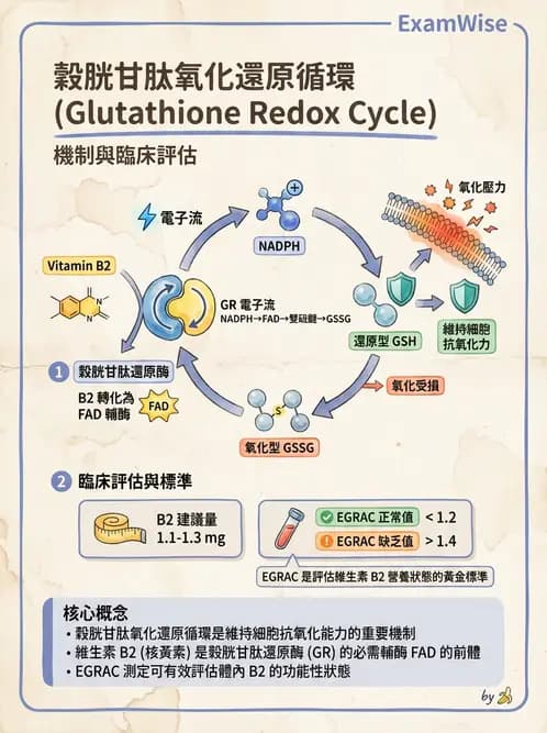 營養 - 能量代謝相關B群維生素 - AI 圖文解析預覽