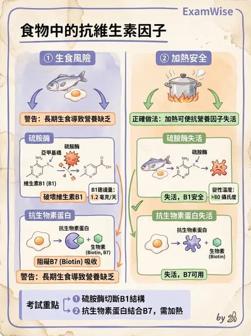 營養 - 能量代謝相關B群維生素 - AI 圖文解析預覽