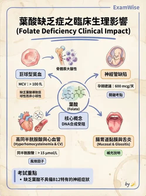 營養 - 單碳代謝與造血B群維生素 - AI 圖文解析預覽