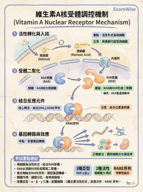 營養 - 維生素A - AI 圖文解析預覽