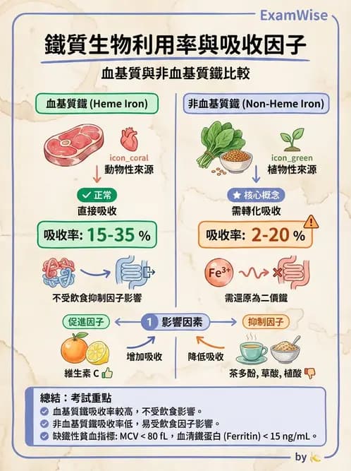 營養 - 鐵營養與貧血 - AI 圖文解析預覽