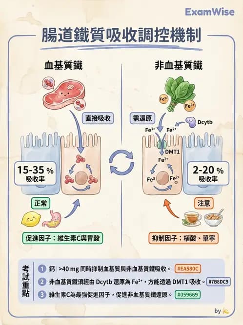 營養 - 鐵營養與貧血 - AI 圖文解析預覽