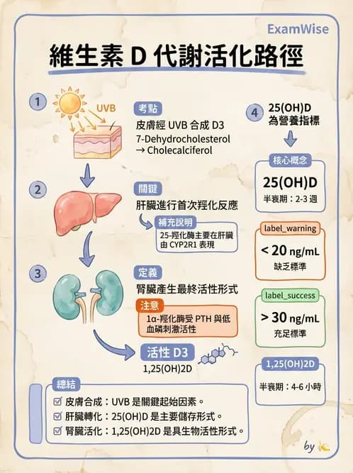 營養 - 維生素D - AI 圖文解析預覽