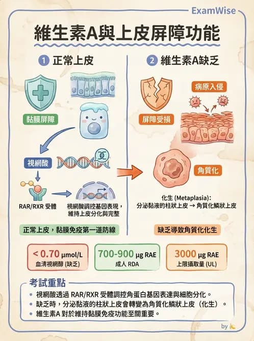 營養 - 維生素A - AI 圖文解析預覽