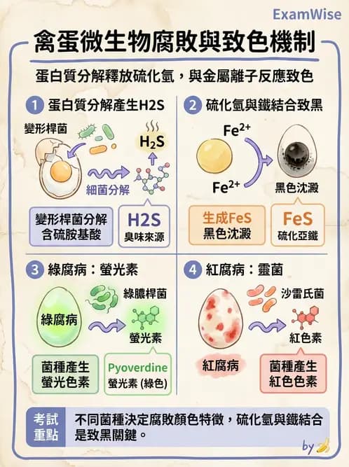 營養 - 食品腐敗微生物學 - AI 圖文解析預覽