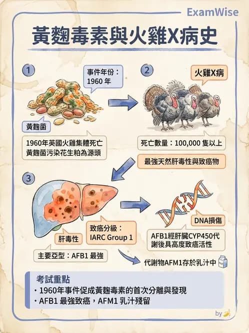 營養 - 天然毒素 - AI 圖文解析預覽
