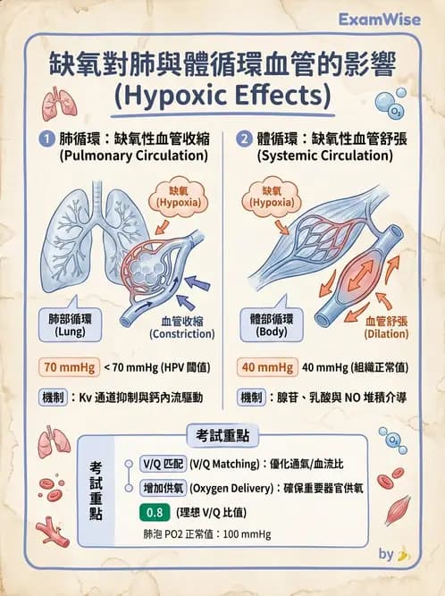營養 - 心血管系統生理學 - AI 圖文解析預覽