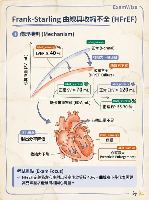 營養 - 心血管系統生理學 - AI 圖文解析預覽