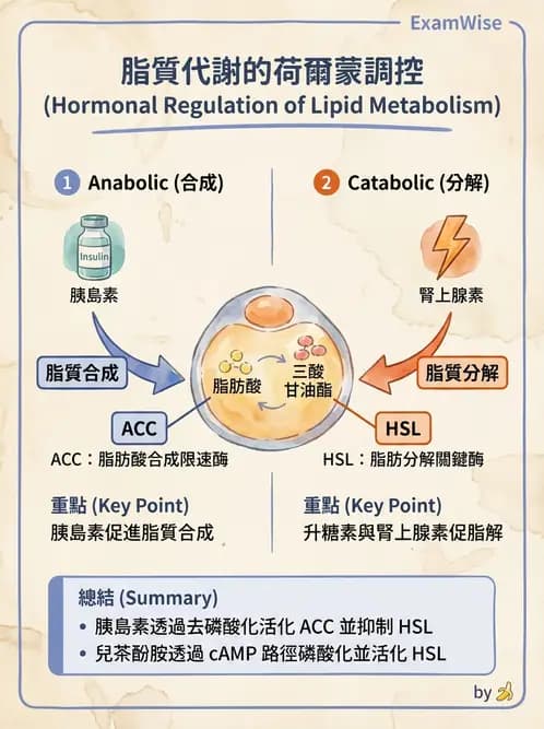 營養 - 內分泌與代謝生理學 - AI 圖文解析預覽