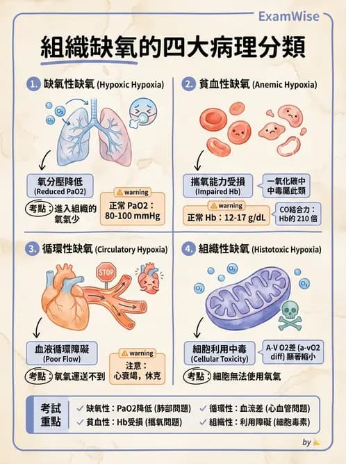 營養 - 血液與免疫 - AI 圖文解析預覽