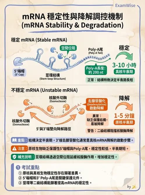 營養 - 核酸與基因表現 - AI 圖文解析預覽