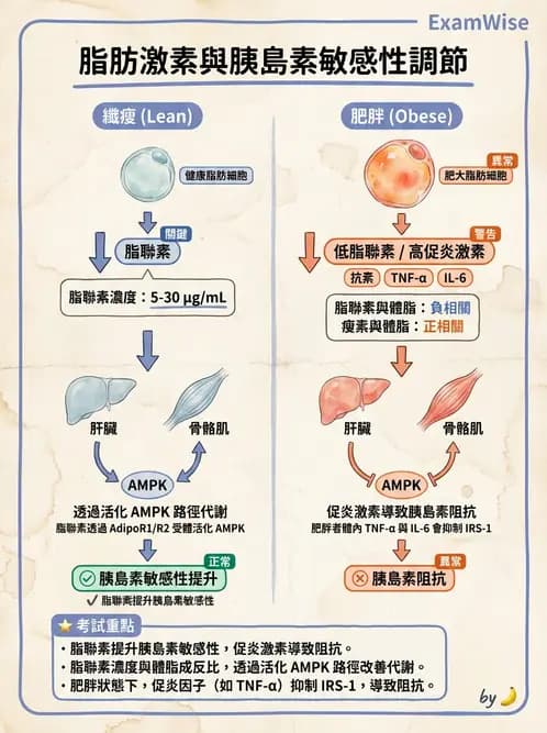 營養 - 內分泌與代謝生理學 - AI 圖文解析預覽