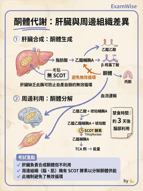 營養 - 脂質代謝 - AI 圖文解析預覽