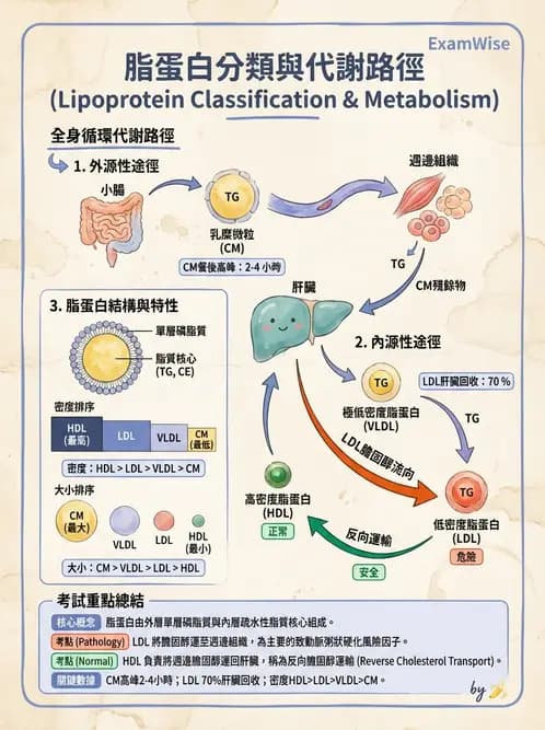 營養 - 脂質代謝 - AI 圖文解析預覽