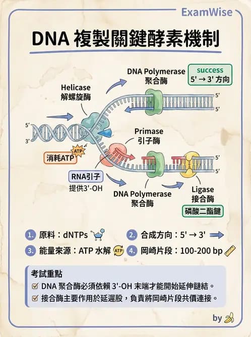 營養 - 核酸與基因表現 - AI 圖文解析預覽