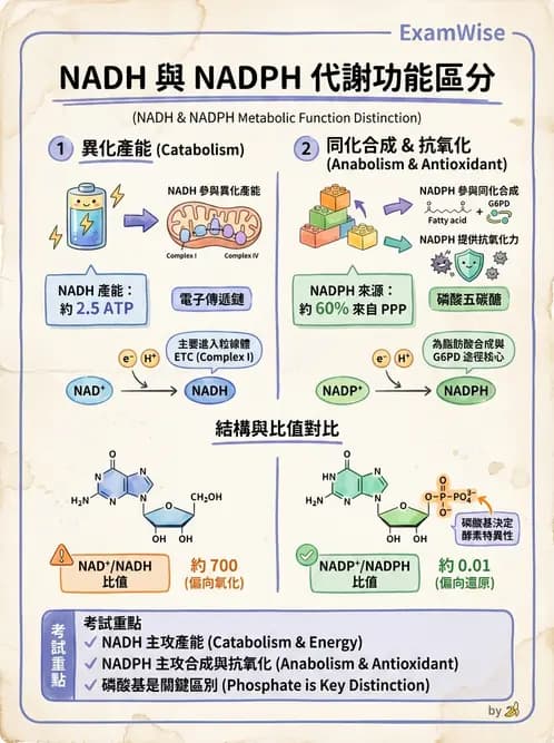 營養 - 能量代謝 - AI 圖文解析預覽