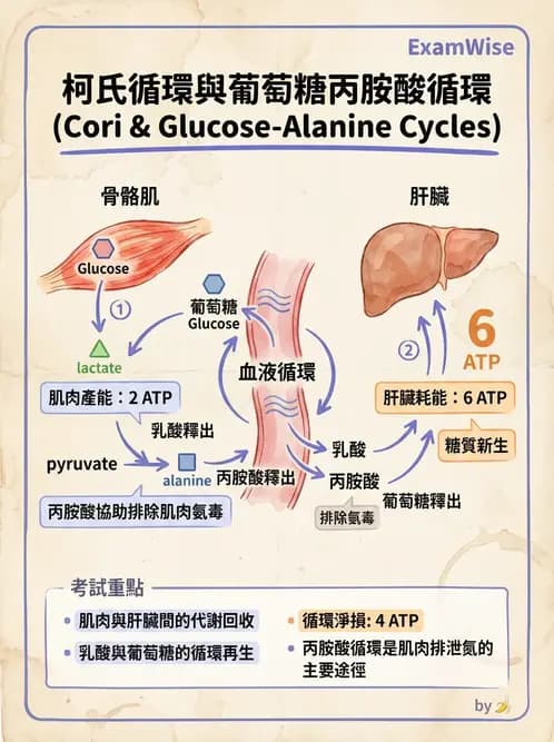 營養 - 醣類代謝路徑 - AI 圖文解析預覽
