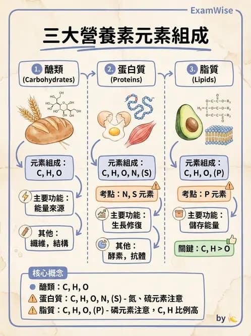 營養 - 胺基酸分類、功能與代謝 - AI 圖文解析預覽