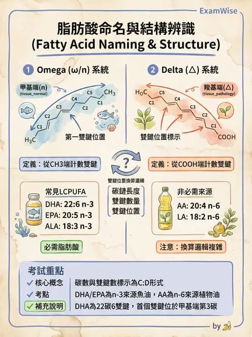 營養 - 脂肪酸種類與必需脂肪酸 - AI 圖文解析預覽