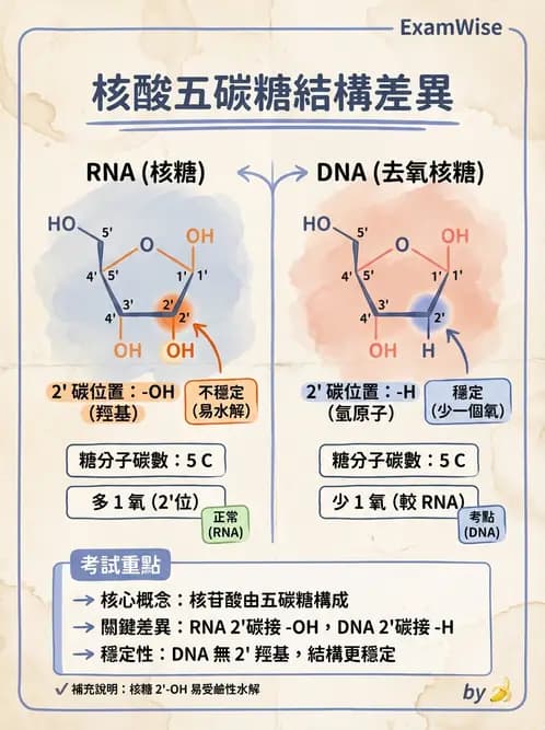 營養 - 醣類結構與膳食纖維 - AI 圖文解析預覽