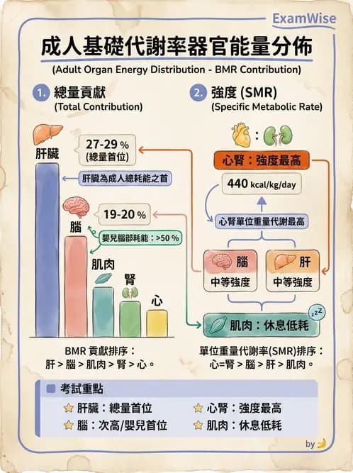 營養 - 能量平衡與食慾控制 - AI 圖文解析預覽