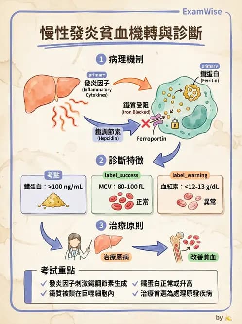 營養 - 鐵營養與貧血 - AI 圖文解析預覽