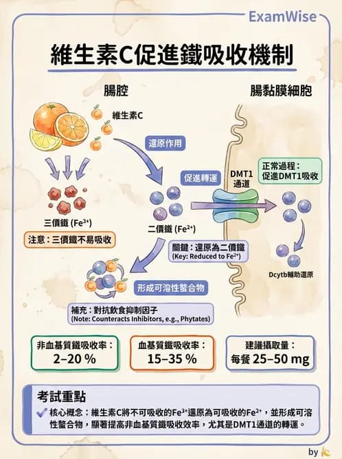 營養 - 鐵營養與貧血 - AI 圖文解析預覽