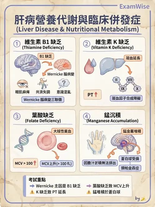 營養 - 肝膽疾病 - AI 圖文解析預覽