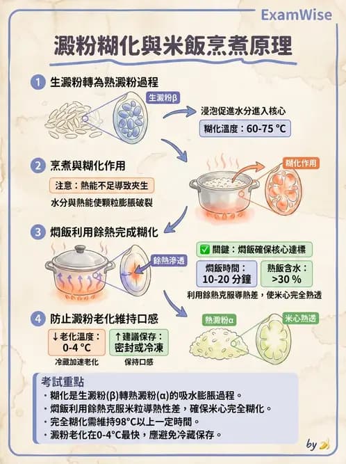 營養 - 穀類、澱粉與麵粉製備原理 - AI 圖文解析預覽