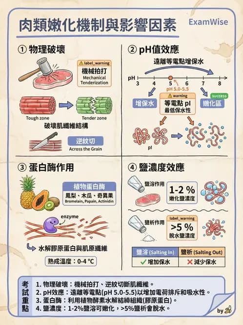 營養 - 動植物性食材製備原理 - AI 圖文解析預覽