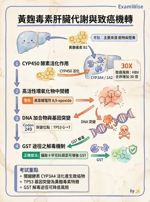 營養 - 天然毒素 - AI 圖文解析預覽