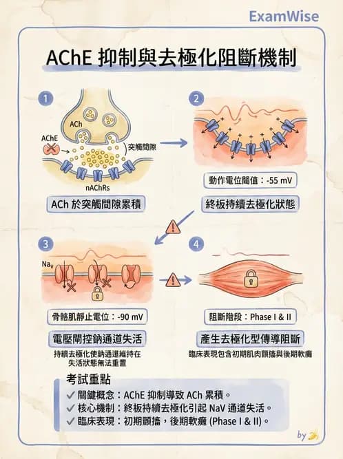 營養 - 神經系統生理學 - AI 圖文解析預覽