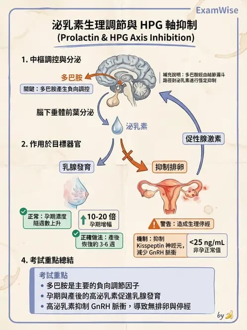 營養 - 生殖系統生理學 - AI 圖文解析預覽