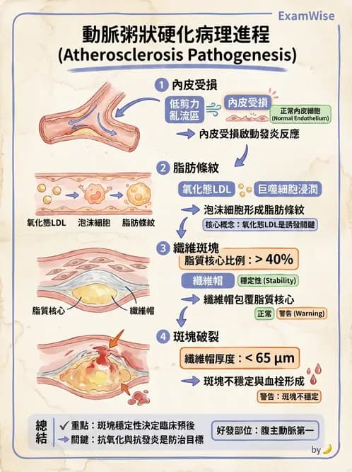 營養 - 血液與免疫 - AI 圖文解析預覽