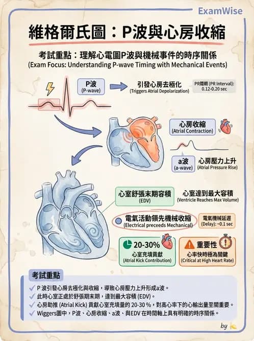 營養 - 心血管系統生理學 - AI 圖文解析預覽